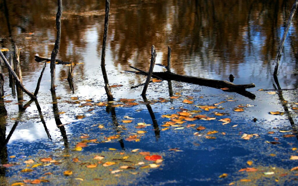 Autumn river with floating leaves and branches reflecting on calm blue water wallpaper background