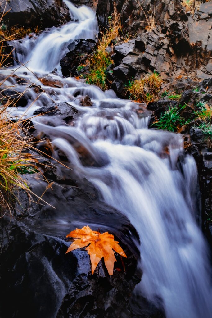 Serene autumn stream flowing over dark rocks with vibrant orange leaf and green grass background Wallpaper