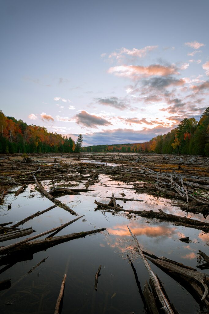 Autumn swamp lake with vibrant orange yellow forest and floating logs under soft evening sky Wallpaper