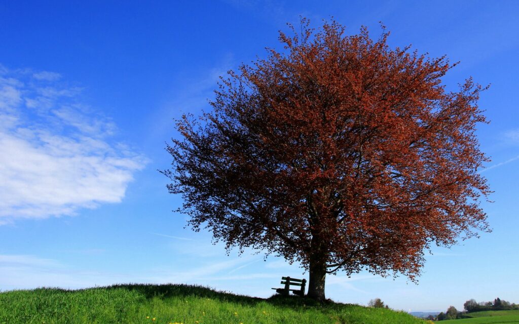 Vibrant autumn tree with colorful leaves and wooden bench on grassy slope under clear sky wallpaper