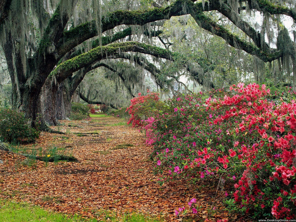Beautiful Azaleas Pathway Under Moss-Draped Oaks - South Carolina Background Wallpaper