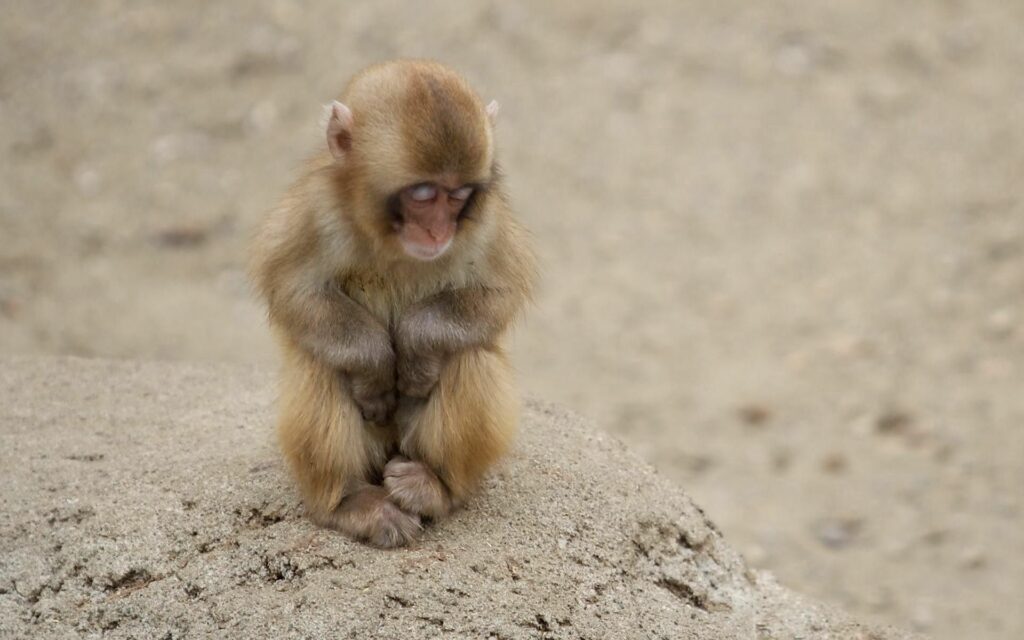 Tranquil Baby Monkey Wallpaper: Peaceful Sandy Terrain Background