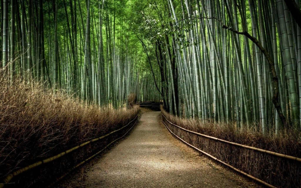 Tranquil bamboo forest path surrounded by tall green stalks creating peaceful nature scene Wallpaper