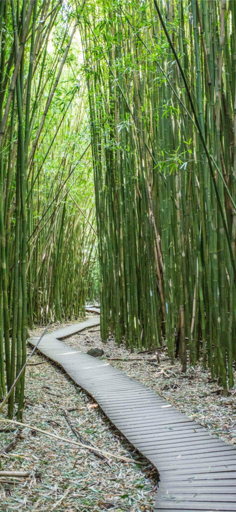 Serene paved pathway winding through dense green bamboo forest nature wallpaper background