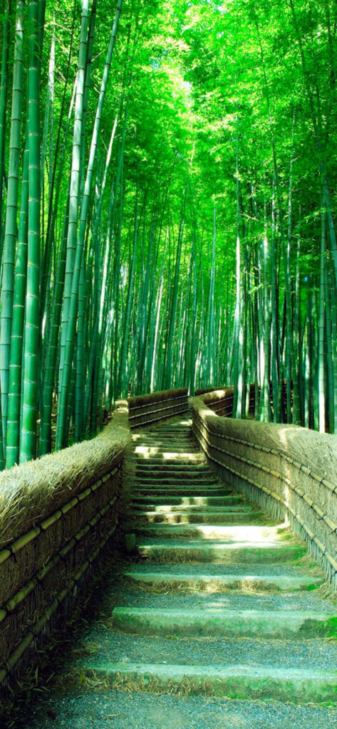 Winding stone staircase through lush green bamboo forest serene natural iPhone wallpaper background