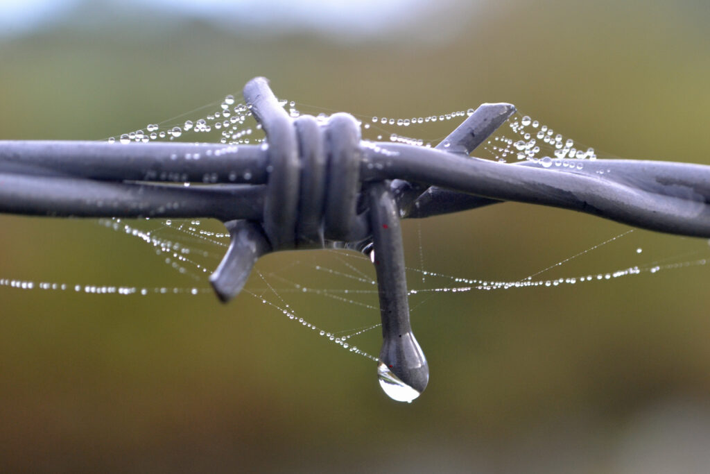 Tranquil Macro Shot: Barbed Wire with Rain Drops & Spiderwebs Wallpaper
