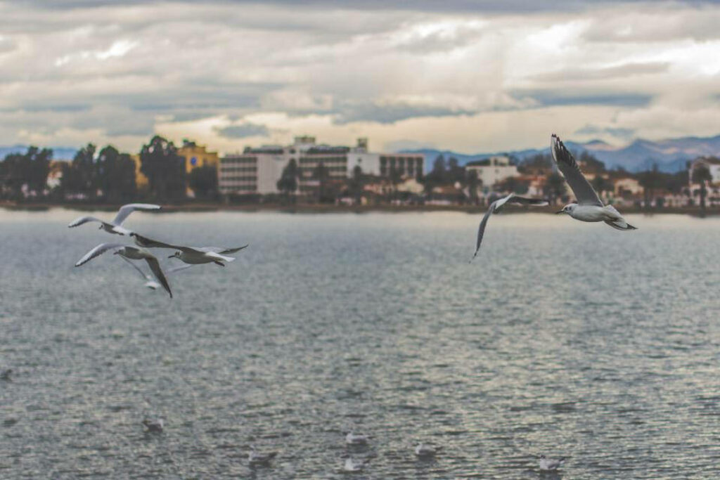 Serene Bird Wallpaper: Nature Meets Urban Bay and Mountains