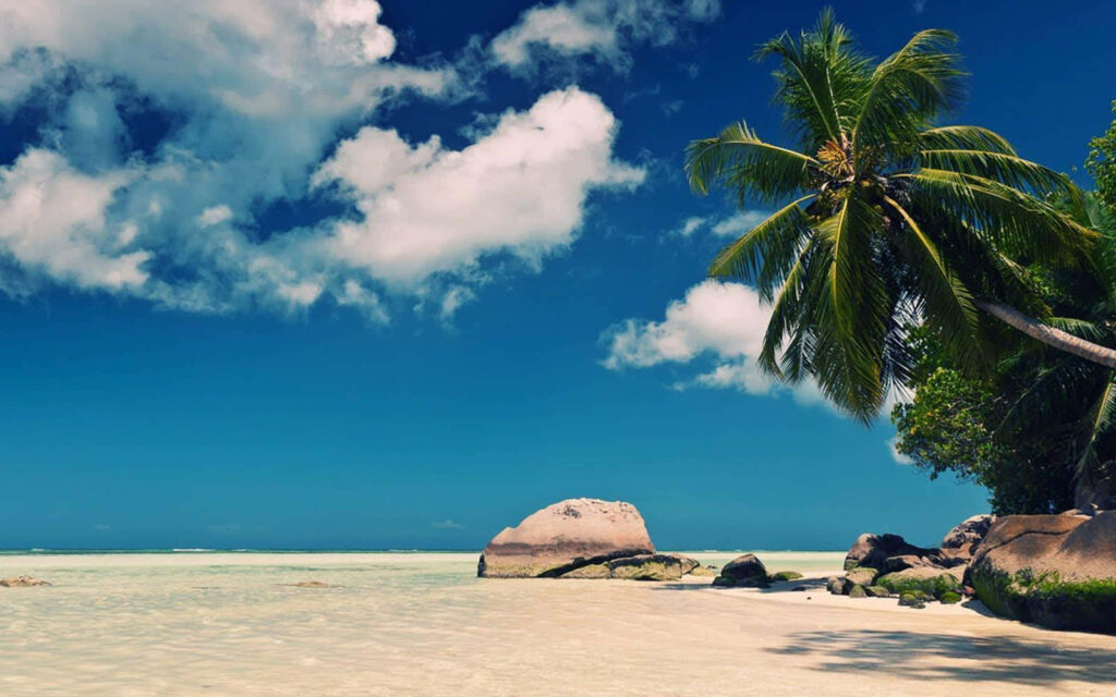 Tranquil Beach Wallpaper: Palm Tree & Fluffy Clouds Over Sand