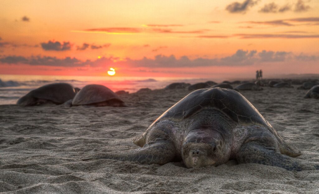 Tranquil Beach Sunset Wallpaper: Turtle on Sandy Shore 2551x1557