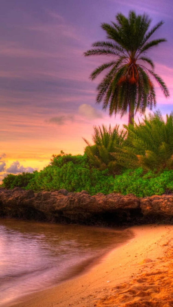 Tranquil Beach Sunset Wallpaper with Palm Tree for iPhone Background