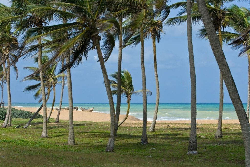 Tranquil Beach Wallpaper: Lush Coconut Trees & Turquoise Sea