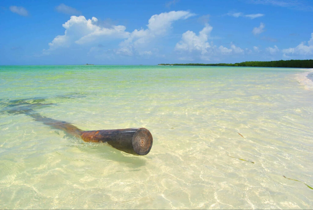 Tranquil Beach Scene: Tree Trunk in Clear Waters Under Blue Sky Wallpaper