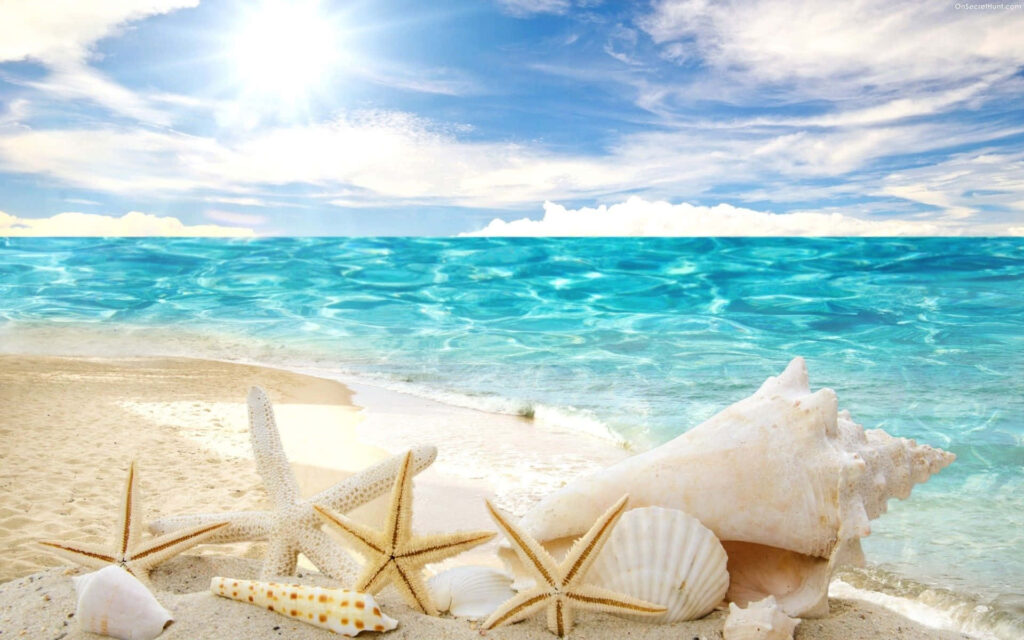 Tranquil Beach Wallpaper: Serene Ocean, Shells & Starfish Background
