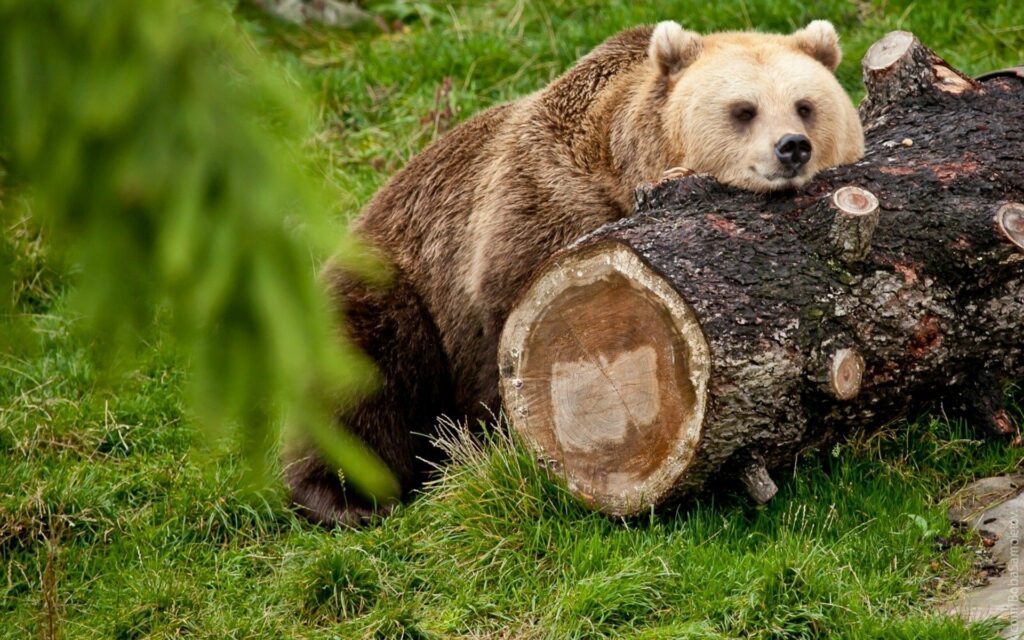 Tranquil Bear Resting on Timber Log in Lush Green Grass Wallpaper