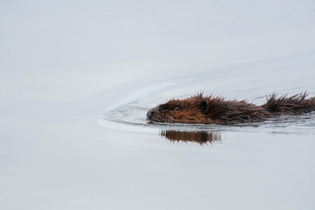 Serene Beaver Swimming Wallpaper: Tranquil Wildlife Background