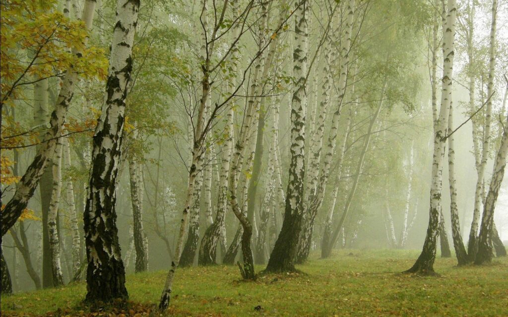 Tranquil birch grove in soft morning fog with white trunks green grass and golden leaves wallpaper