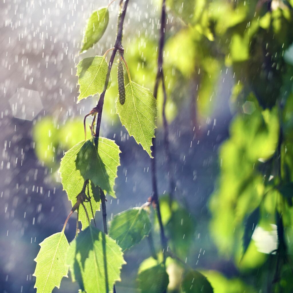 Tranquil Birch Wallpaper: Lush Green Leaves in Gentle Rain