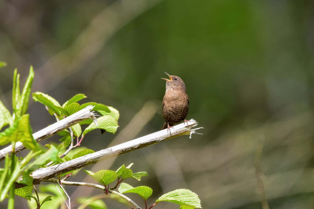 Joyful Bird on Branch: Serene Greenery Wallpaper for Nature Lovers