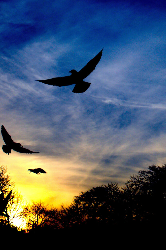 Serene Bird Silhouettes Against a Vibrant Sunset Sky Wallpaper