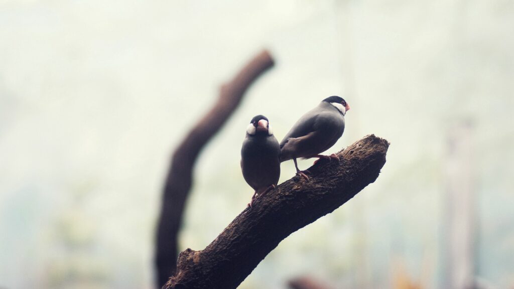 Serene Wallpaper of Two Birds on Dark Branch in Dreamy Background