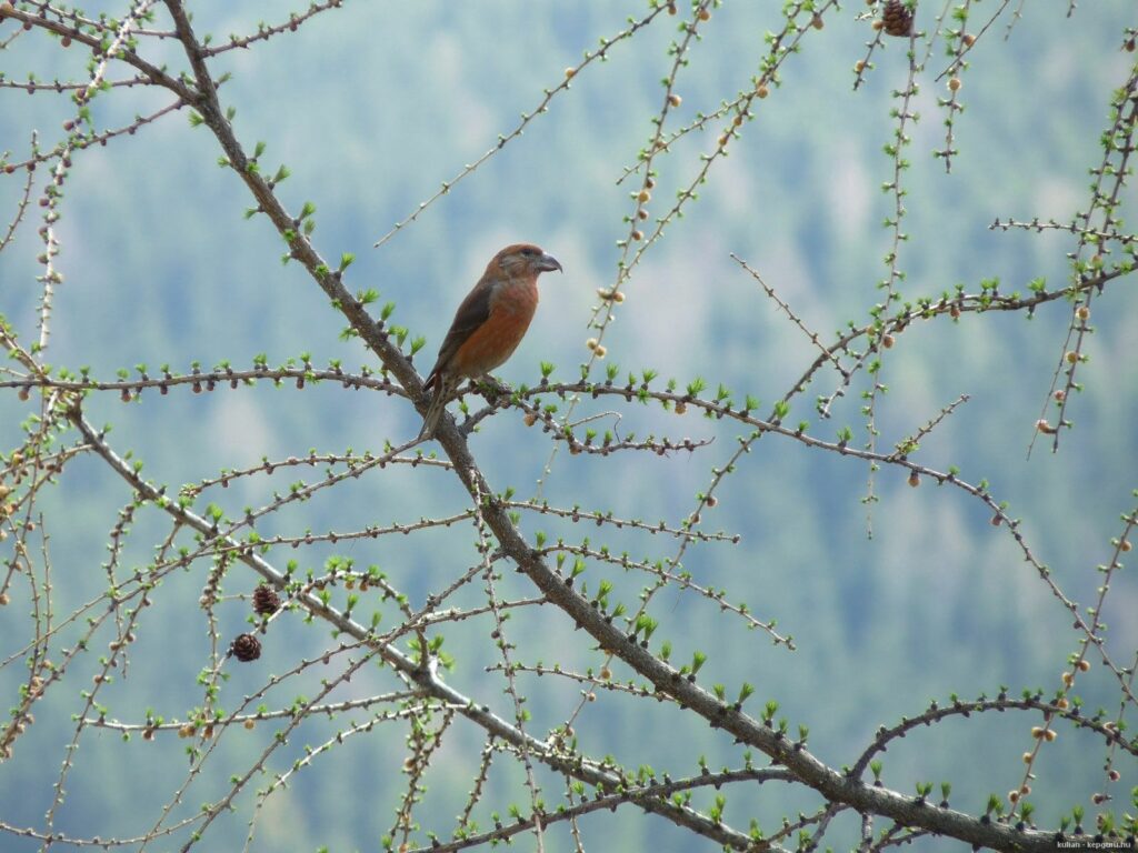 Tranquil Bird on Branch Amid Blurred Forest Background Wallpaper
