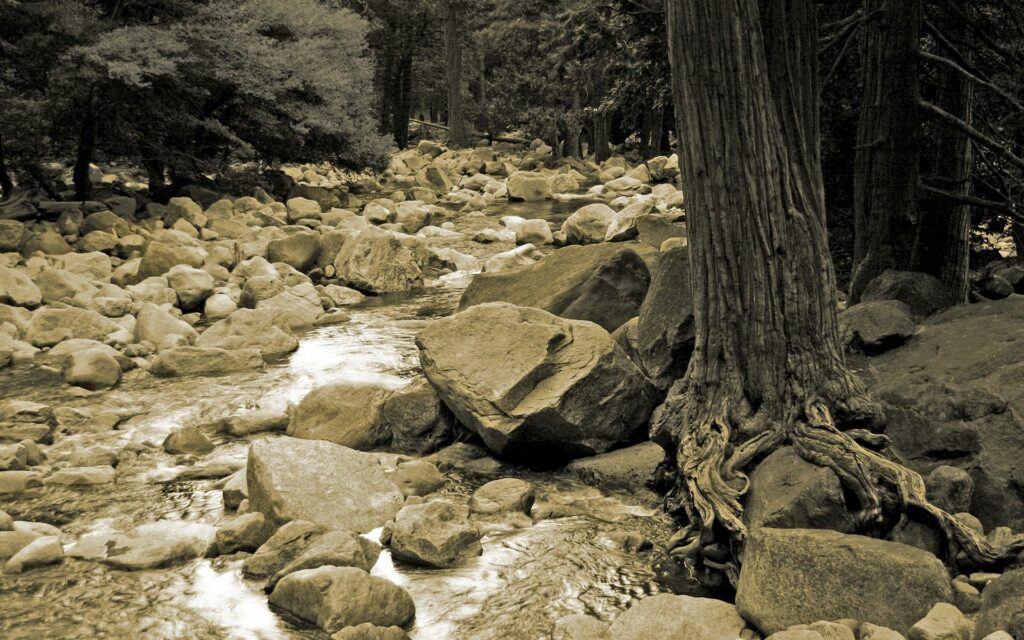 Black and white wallpaper of tranquil river forest with tree trunk exposed roots and scattered stones