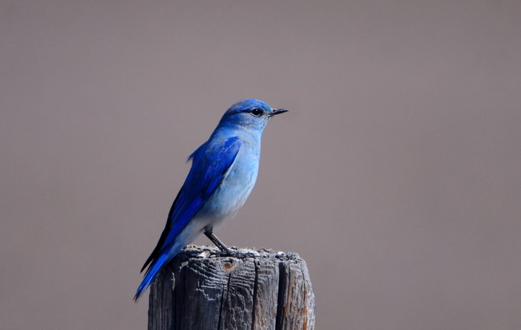 Blue Bird on Weathered Stump: Tranquil Nature Background Wallpaper