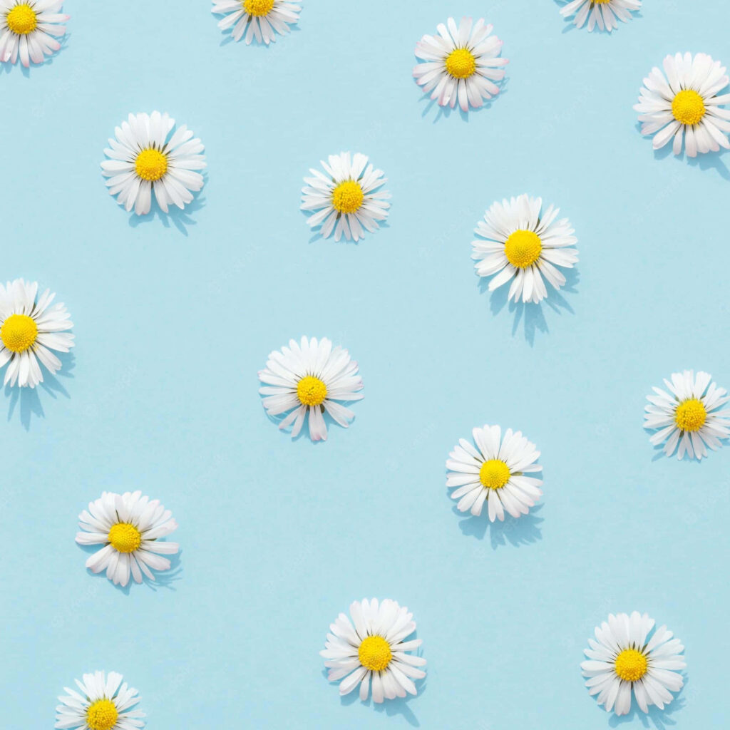 Tranquil Blue Aesthetic Background with White Daisies Design Wallpaper