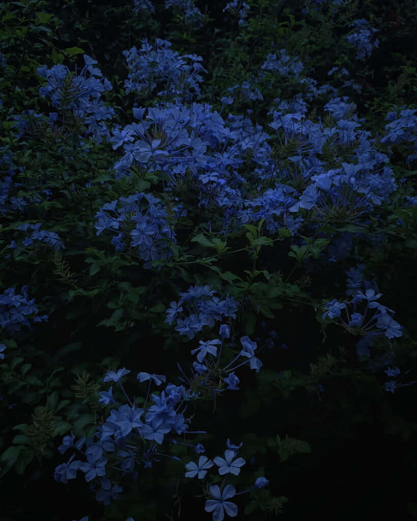 Tranquil Blue Flower Wallpaper on Dark Background - Serene Decor
