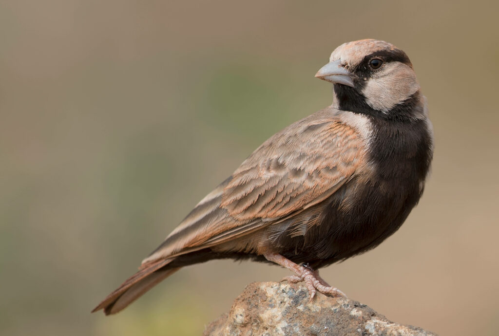Serene Brown and Black Bird Close-Up Wallpaper with Blurred Background
