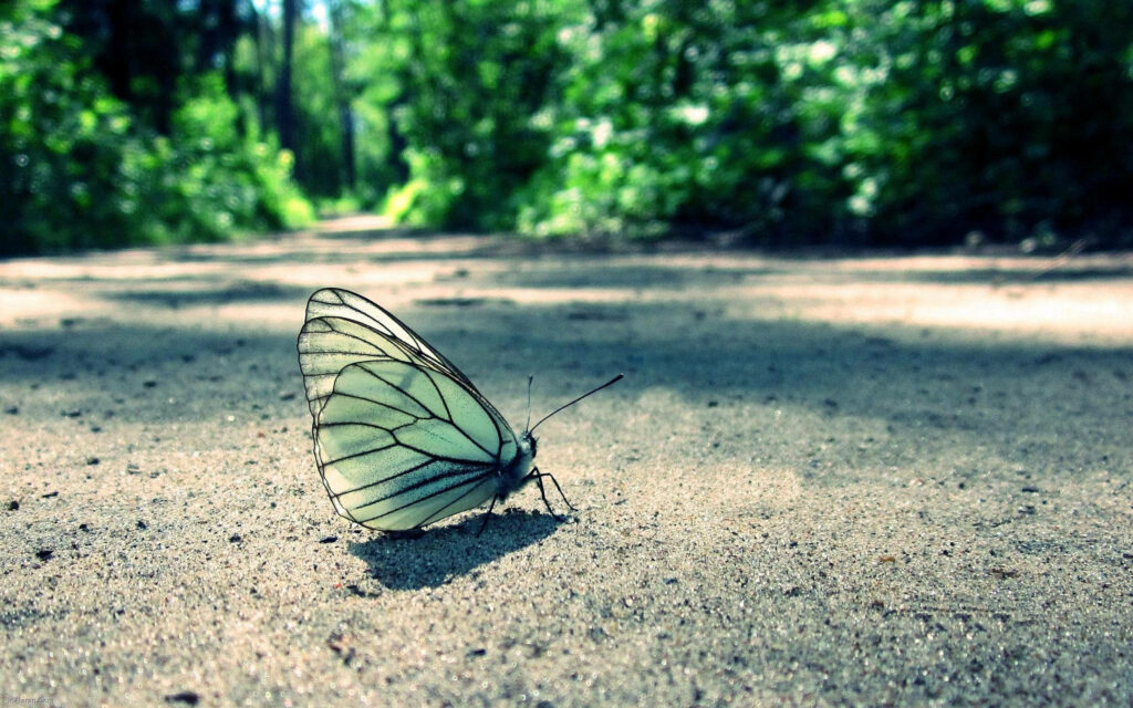 Tranquil Butterfly Wallpaper: Nature's Serenity in Sunlit Greenery