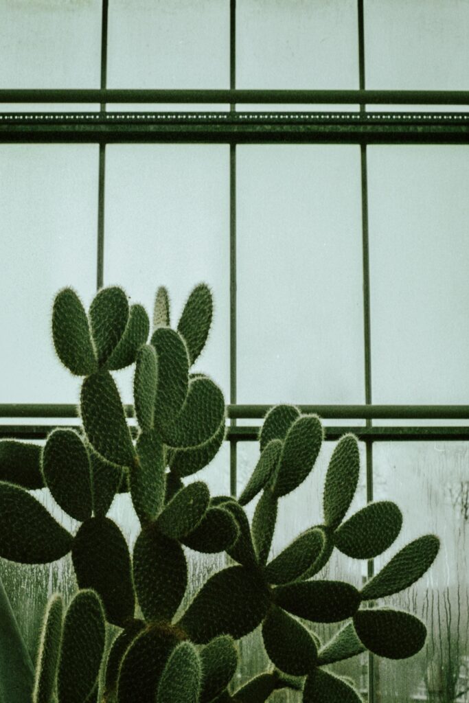 Tranquil Cactus Wallpaper: Natural Ambiance & Serene Green Tones