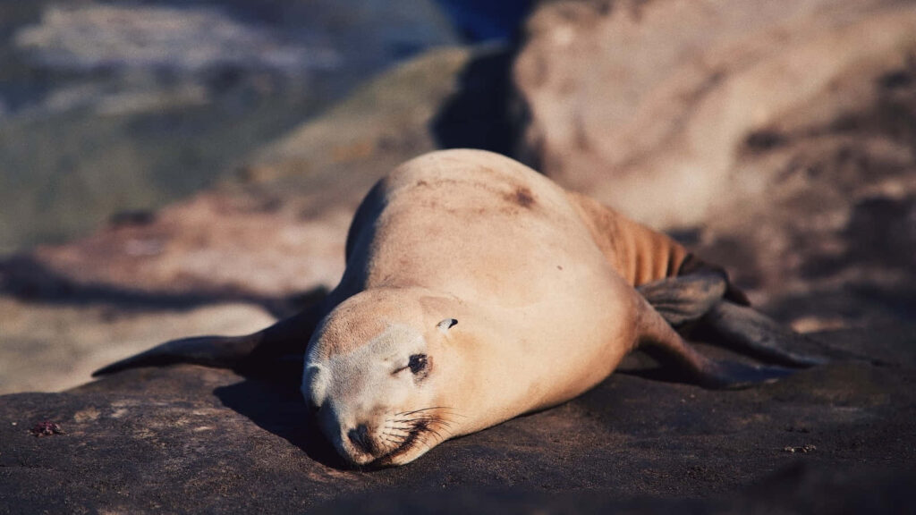 Tranquil Sea Lion Basking on Rugged Rock - California Nature Wallpaper