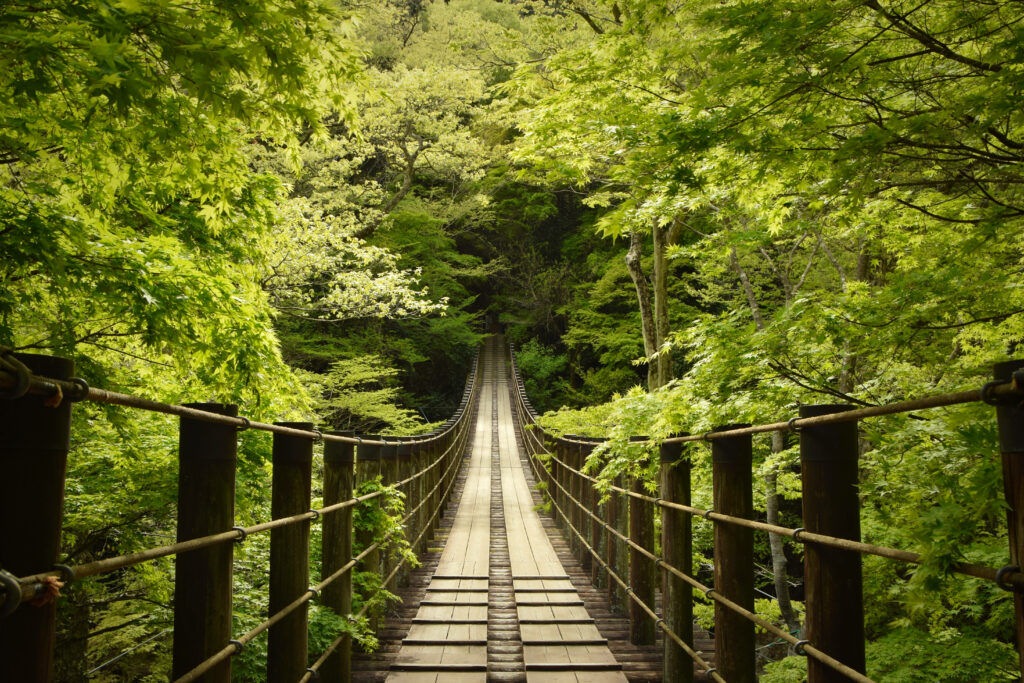 Lush Canopy Embracing a Rustic Rope Bridge: Captivating Green Nature Background Wallpaper