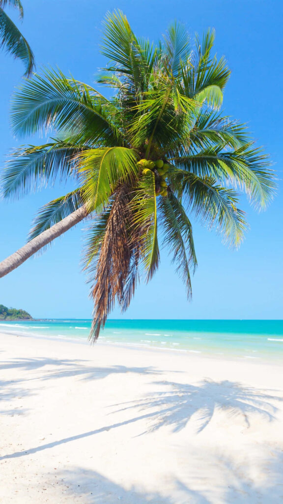 Tranquil Caribbean Scene: Vibrant Palm Tree & Pristine Beach Wallpaper