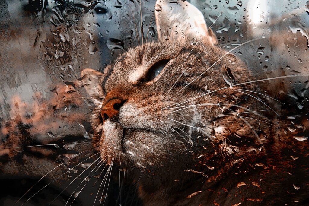 Close-Up Cat Wallpaper by Rainy Window - Serene and Reflective