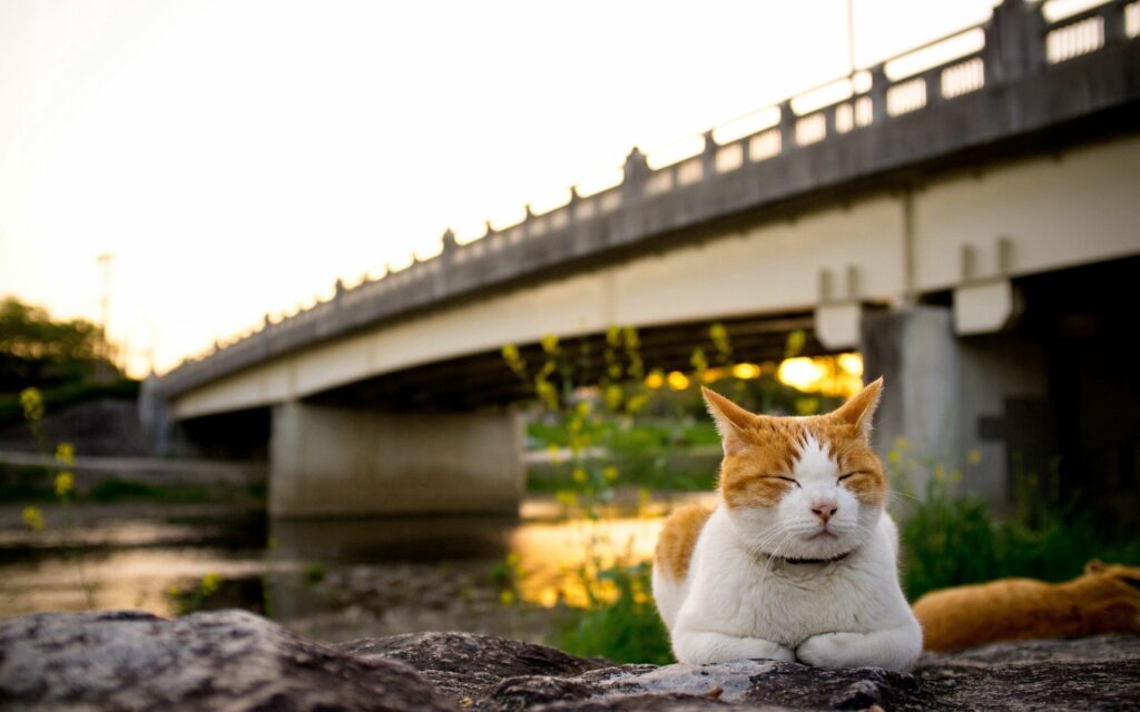Serene Cat Wallpaper: Tranquil River & Sunset Bridge Background