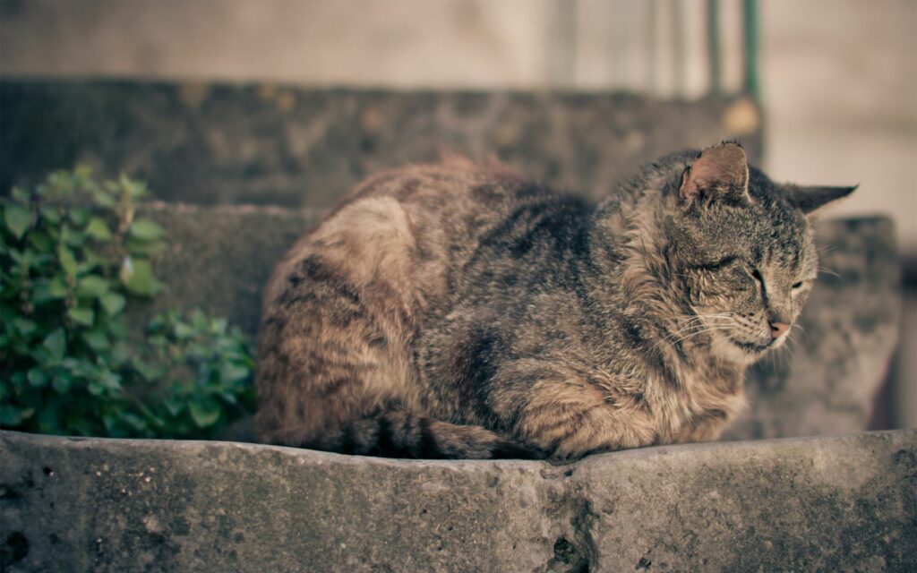 Tranquil Cat Wallpaper: Serene Greenery & Stone Steps Scene