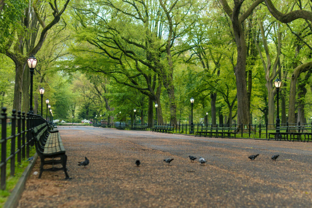 Serene Central Park Wallpaper: Tree-Lined Pathway & Tranquil Birds
