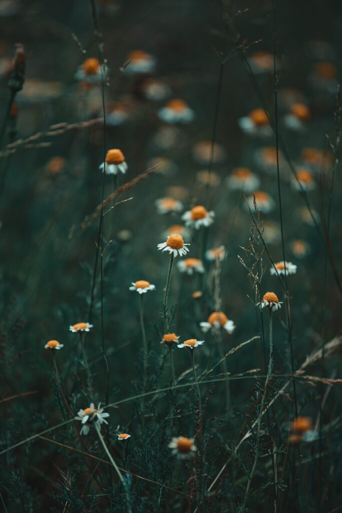 Tranquil Chamomile Field Wallpaper: Serene Rustic Background