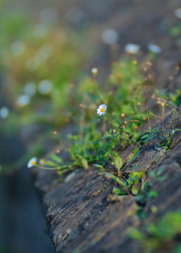 Tranquil Chamomile Flower Wallpaper on Textured Stone Background