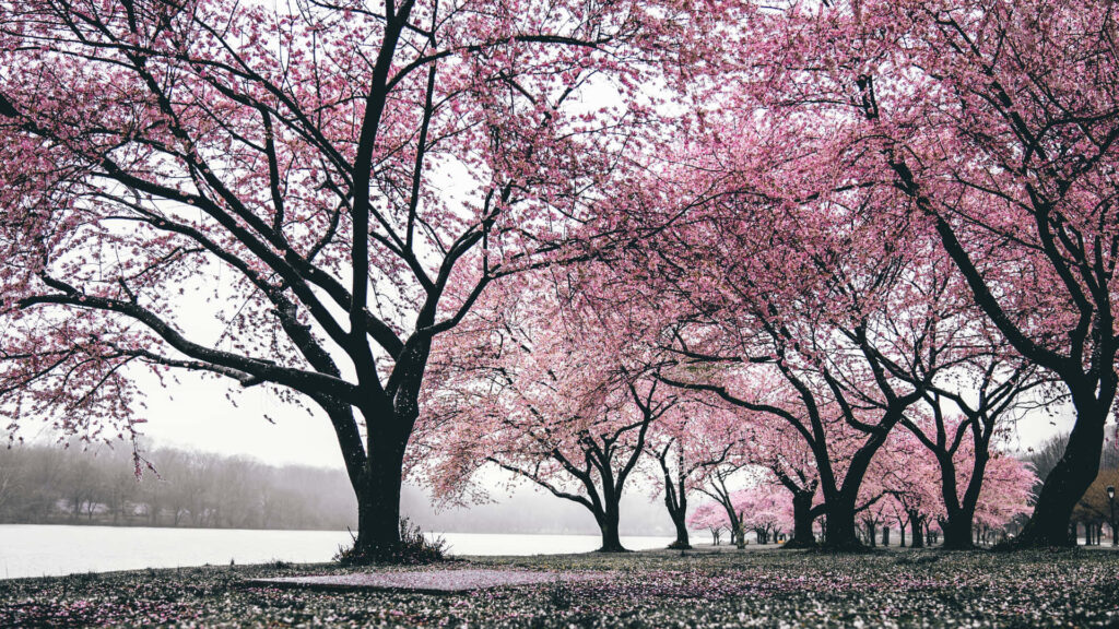 Tranquil Cherry Blossom Riverside Wallpaper - Serene Nature Background