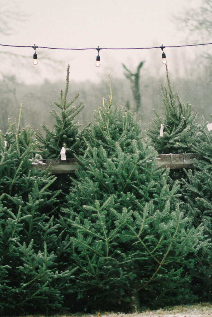 Tranquil Christmas Tree Farm Wallpaper: Snowy Serenity & Warm Lights