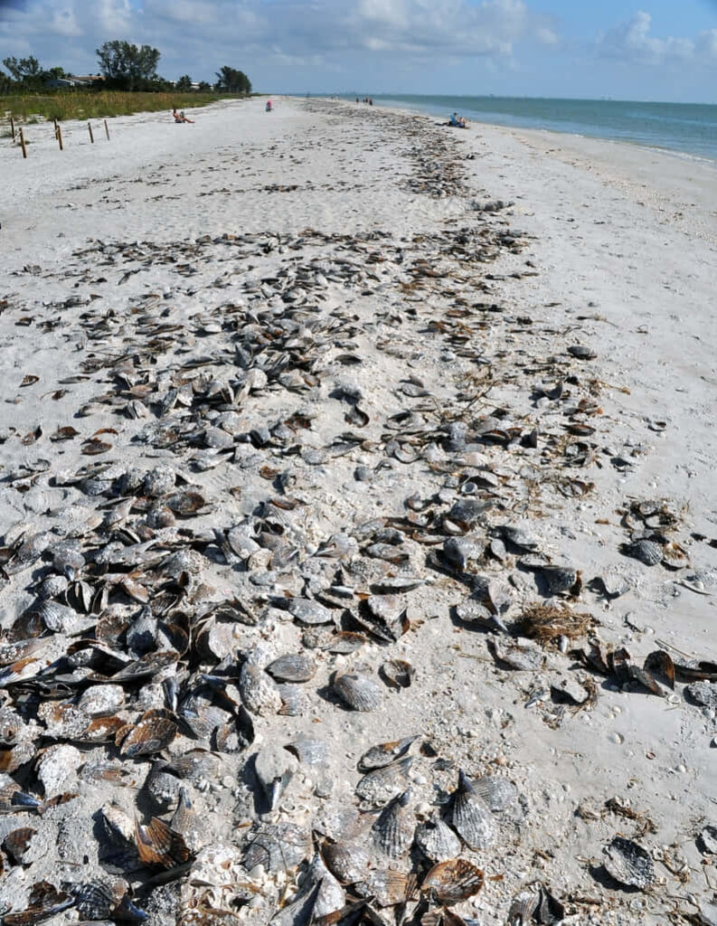 Scenic beach wallpaper with sandy shore scattered shells natural peaceful coastal background