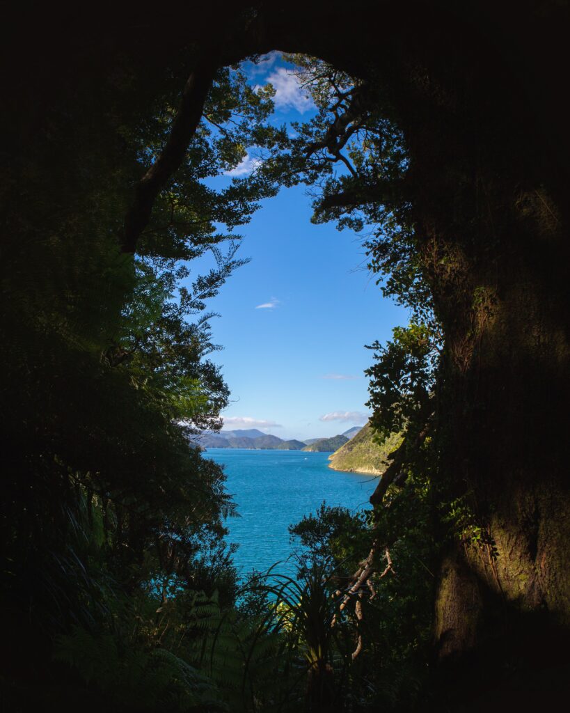 Coastal landscape wallpaper with vibrant blue sea sky framed by lush green trees and sunlight