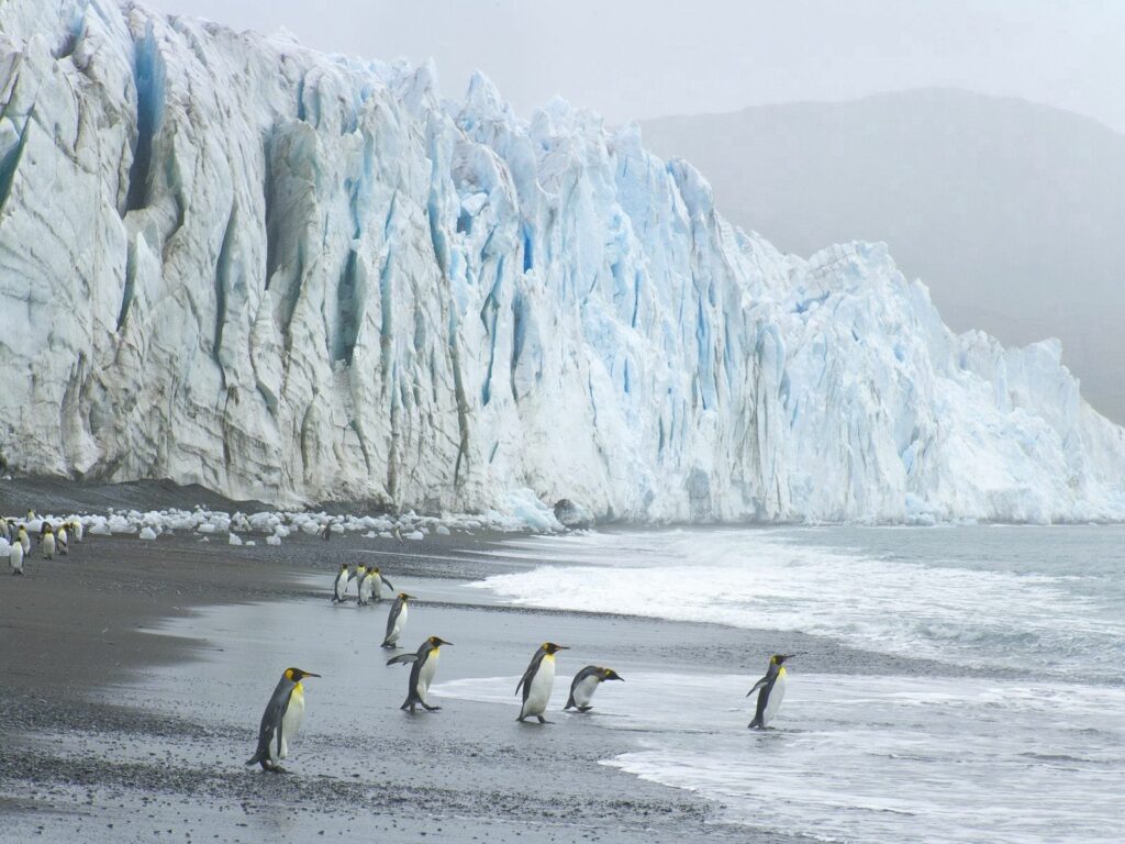 Royal Penguins on Rocky Shoreline: Serene Coastal Wallpaper