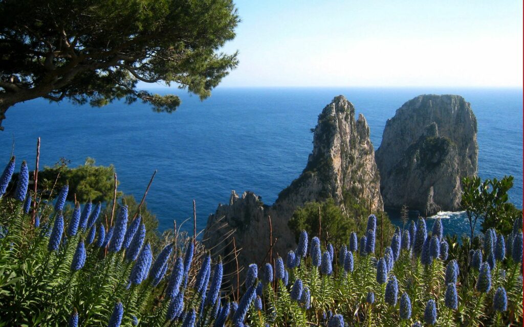 Serene coastal wallpaper with blue flowers green grass rocky cliffs deep blue sea and clear sky