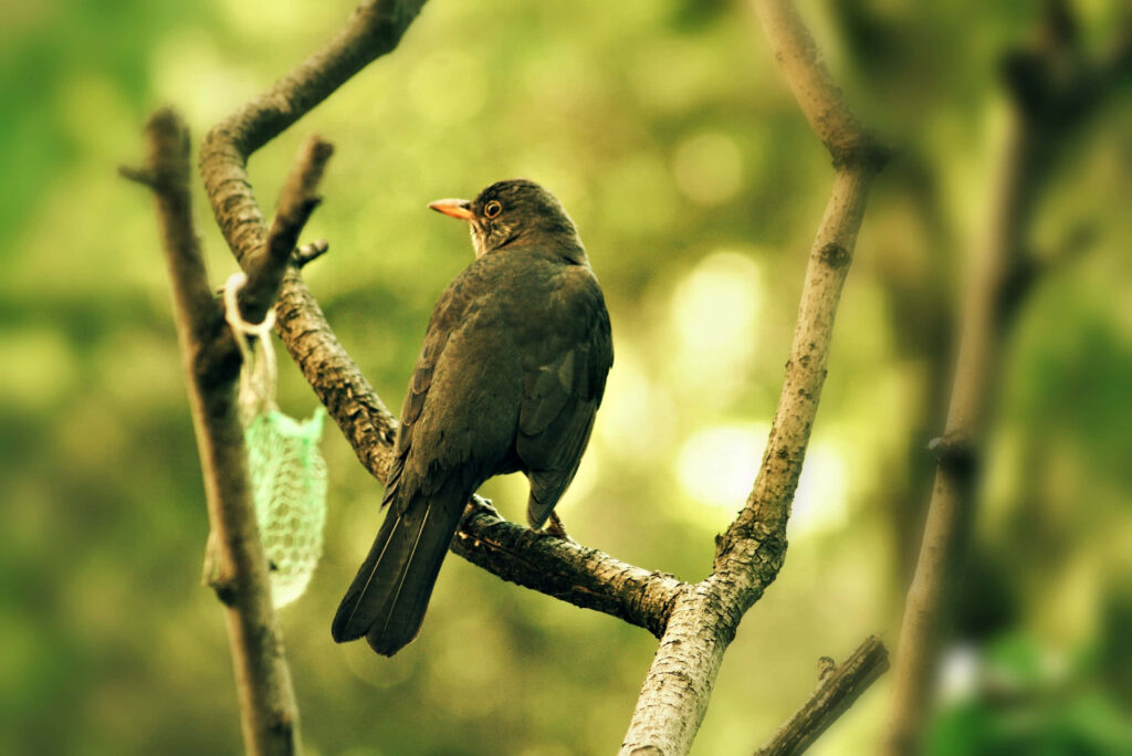 Tranquil Common Thrush in Lush Greenery - Nature Wallpaper