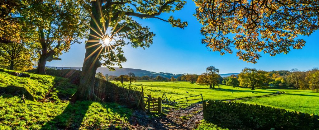 Tranquil countryside wallpaper with green meadows stone wall grazing sheep sunrise widescreen view
