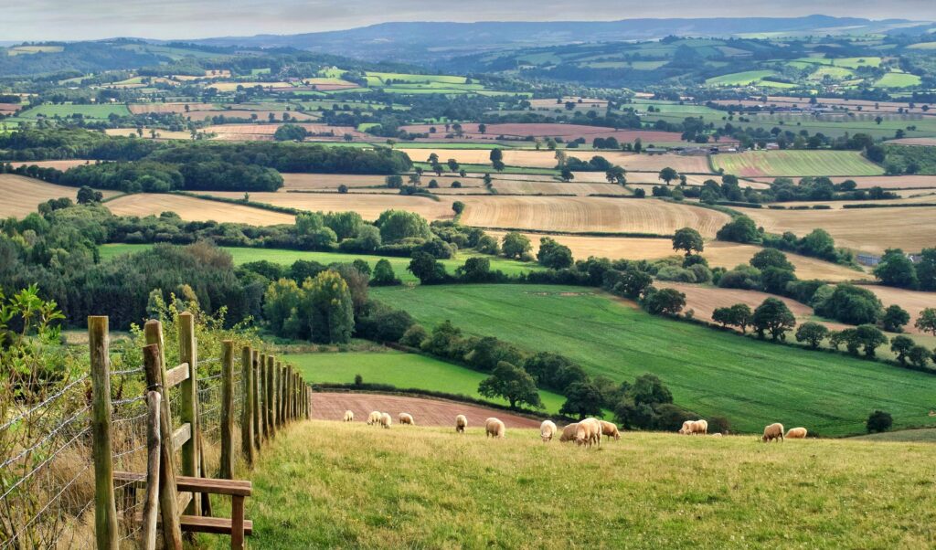 Serene countryside field with grazing sheep rolling hills lush green golden farmland rustic fence Wallpaper